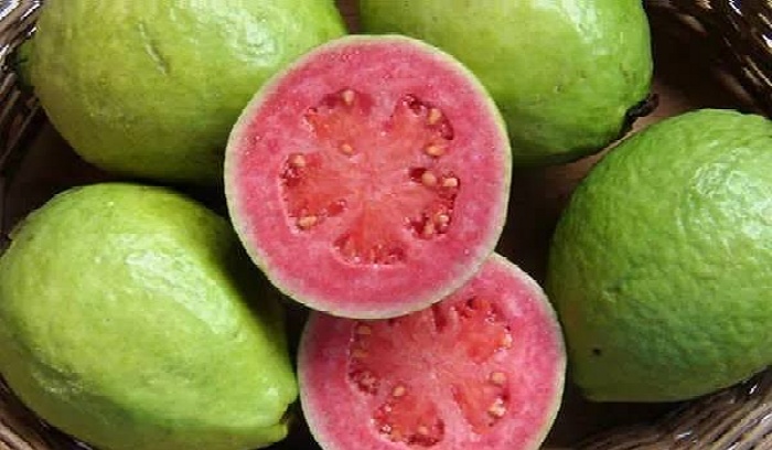 ILUSTRASI Khasiat buah jambu biji guava.