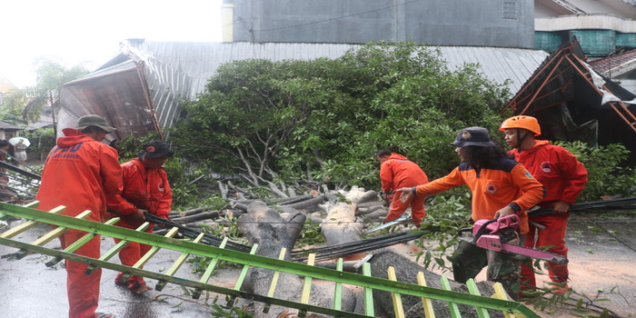 CUACA EKSTRIM: Pohon tumbang yang terjadi di Perempatan Pentol kemarin.