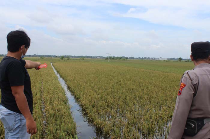 OLAH TKP: Anggota Polsek Brati melakukan olah TKP di lokasi sungai Desa Jangkungharjo, Kecamatan Brati tempat korban tenggelam di sawah.