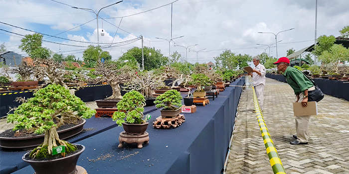 PENILAIAN: Juri bonsai tingkat nasional melakukan penilaian  bonsai yang digelar di halaman gedung serba guna Dewi Sri kemarin.