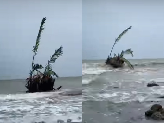 Penampakan Munculnya Buyuk di Pantai Jepara, Senin (18/3).