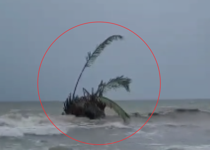 MUNCUL: Kemunculan buyuk di Pantai Jepara baru-baru ini.