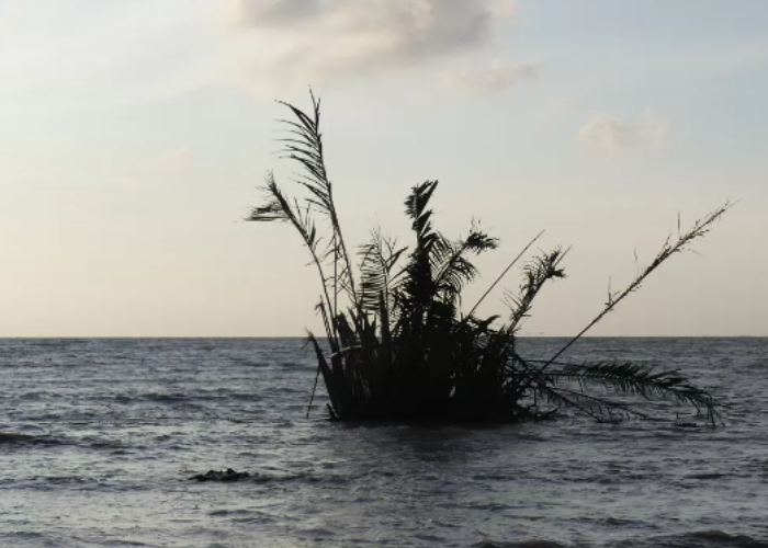 MUNCUL: Potret kemunculan buyuk di Pantai Jepara.