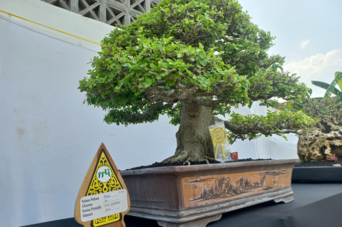 CANTIK: Bonsai pohon phusu berukuran 64 cm milik Eko Sumargono asal Solo menjadi salah satu pemenang lomba di pameran bonsai Gedung Serba Guna Dewi Sri Grobogan.