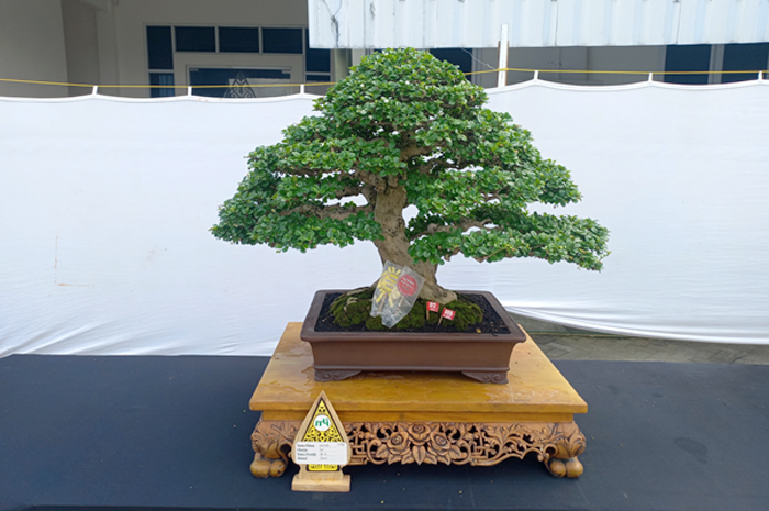 Hokianti berukuran 63 cm milik warga Gresik, Jawa Timur (Jatim) menerima door prize seekor sapi dalam pameran skala nasional di Grobogan.