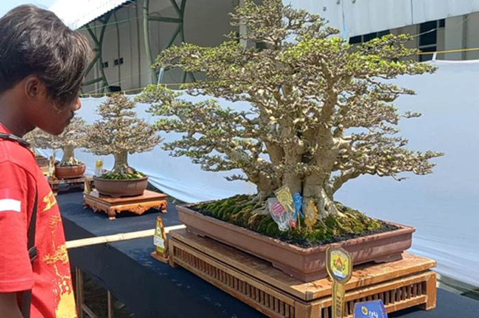 Pohon bonsai Anting Putri milik H Ulin Nuha dari Kabupaten Jepara terpilih sebagai Best In Class dan Best In Show.