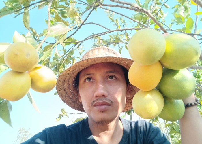 MANFAAT BUAH LEMON: Buah lemon mengandung berbagai khasiat yang bagus untuk kesehatan kulit, jantung, dan lain-lain.