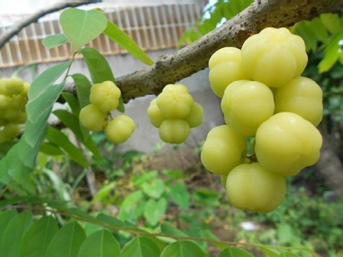 BUAH CERMAI Memiliki banyak manfaat bagi kesehatan.