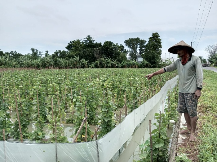 Seorang petani di Dukuh Poncomulyo Desa Gadudero melihat kondisi tanaman melon miliknya yang terendam banjir.