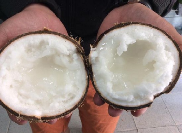 KELAPA KOPYOR memiliki beragam manfaat dan khasiat untuk kesehatan.
