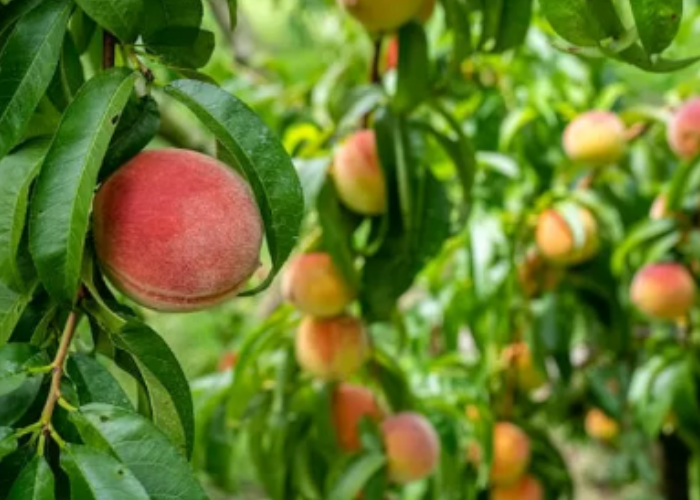 Buah tin memiliki banyak manfaat yang baik untuk kehesatan tubuh.