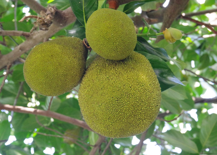 MANFAAT: Buah sukun kaya akan nutrisi dan serat yang baik untuk kesehatan jantung dan mata.