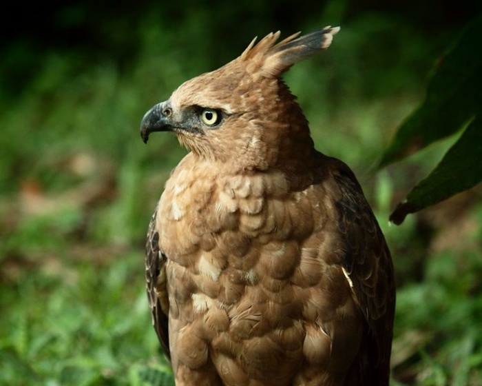 Burung Elang Jawa, Salah satu satwa dilindungi di Indonesia.