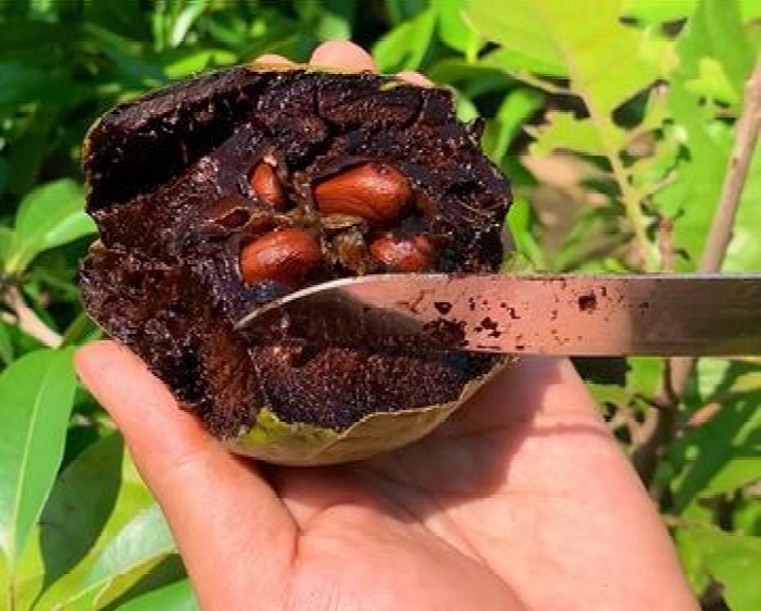 BUAH KAWIS memiliki banyak khasiat untuk kesehatan.
