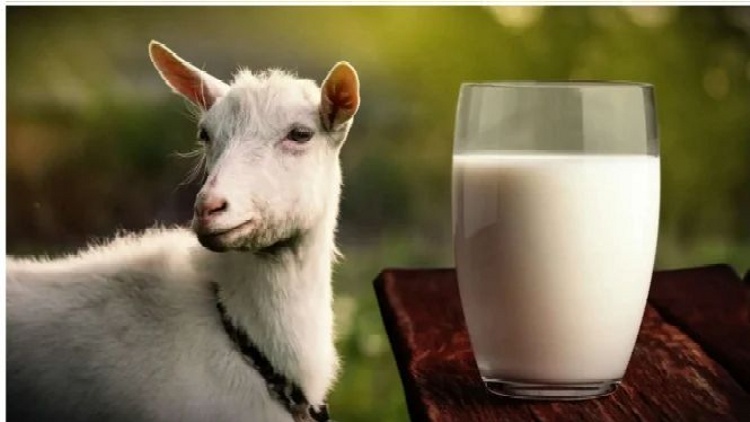 ILUSTRASI Susu Kambing Etawa Memiliki Banyak Khasiat Untuk Kesehatan.