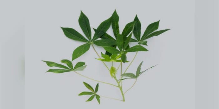 DAUN SINGKONG