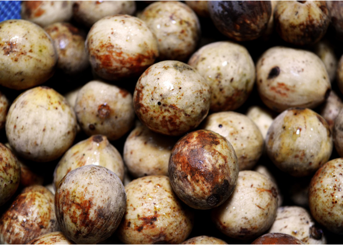 Buah duku.