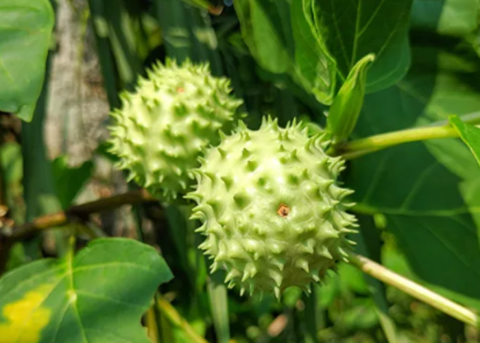 Buah kecubung.