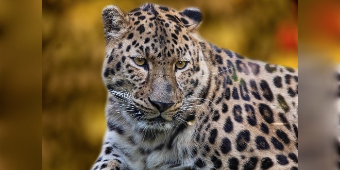 ILUSTRASI MACAN