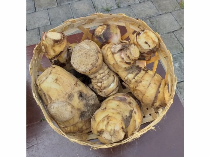 Umbi Ganyong khas Muria Kudus yang ternyata mengandung banyak nutrisi.