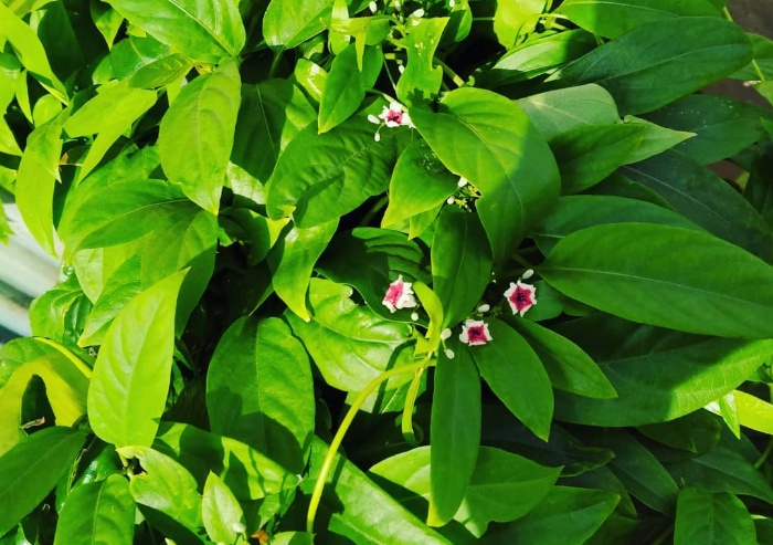 Tanaman daun Sembukan atau daun kentut.