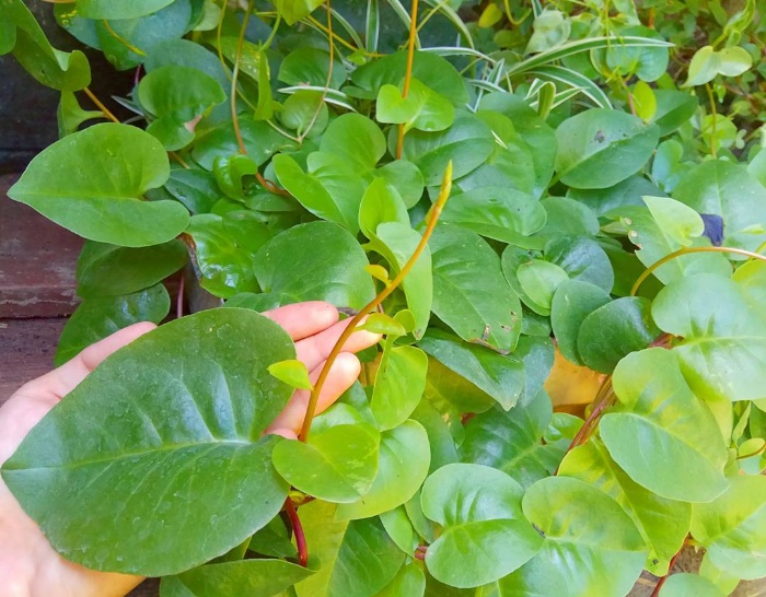 DAUN BINAHONG Memiliki khasiat luar biasa untuk kesehatan.