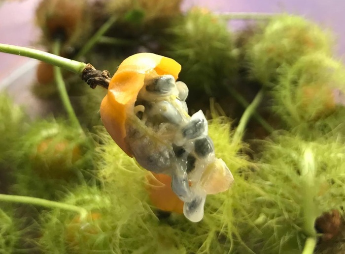 Bagian dalam buah rambusa yang mirip seperti markisa berukuran mini.