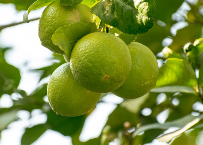 KAYA MANFAAT: Jeruk nipis merupakan salah satu buah yang kaya akan manfaat bagi tubuh.