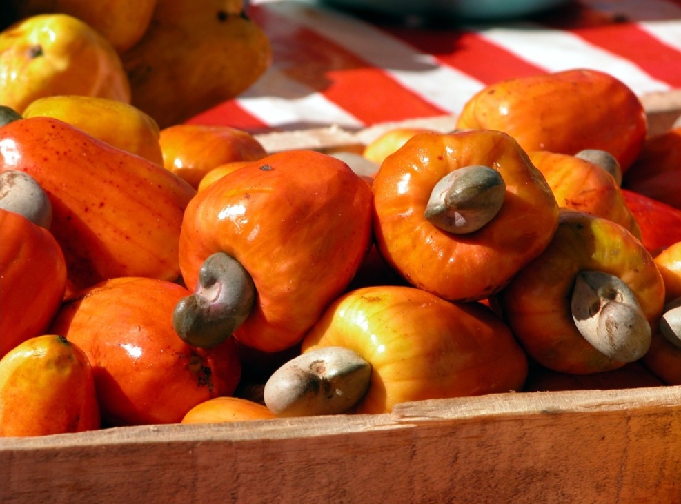 ASAM MANIS: Buah jambu mete atau jambu monyet memiliki banyak manfaat untuk kesehatan. Rasanya lun manis, asam, segar.