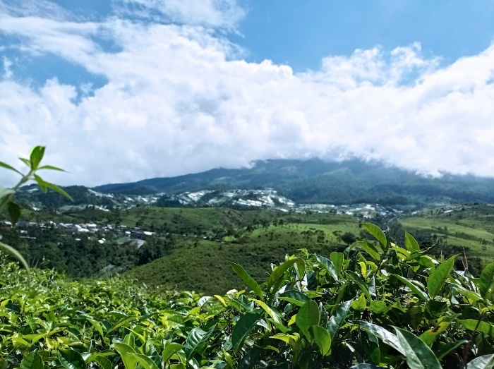 Kebun Teh Kemuning di Tawangmangu.