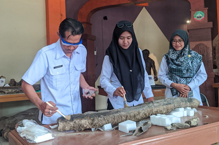 KOLEKSI BARU: Fosil gajah purba yang ditemukan baru-baru ini diletakkan di Rumah Artefak Blora.