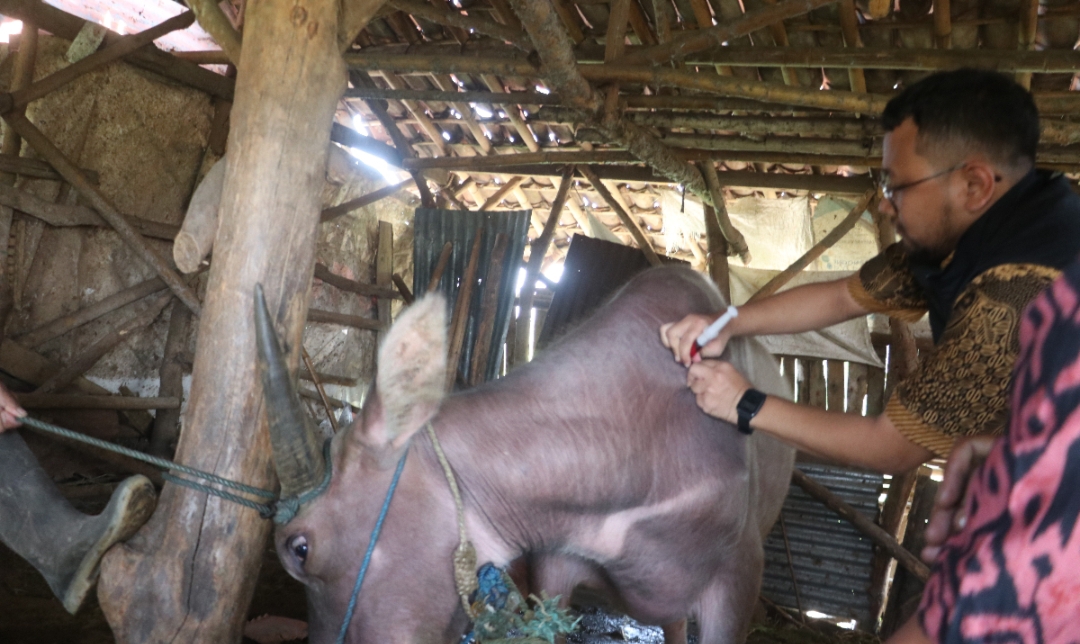 TINDAK PREVENTIF: Kerbau di Kelompok Tani Ternak Kerbau Maeso Suryo Dukuh Goleng, Desa Pasuruan Lor, Kecamatan Jati, Kudus diberi vitamin jelang Hari Raya Idul Adha.