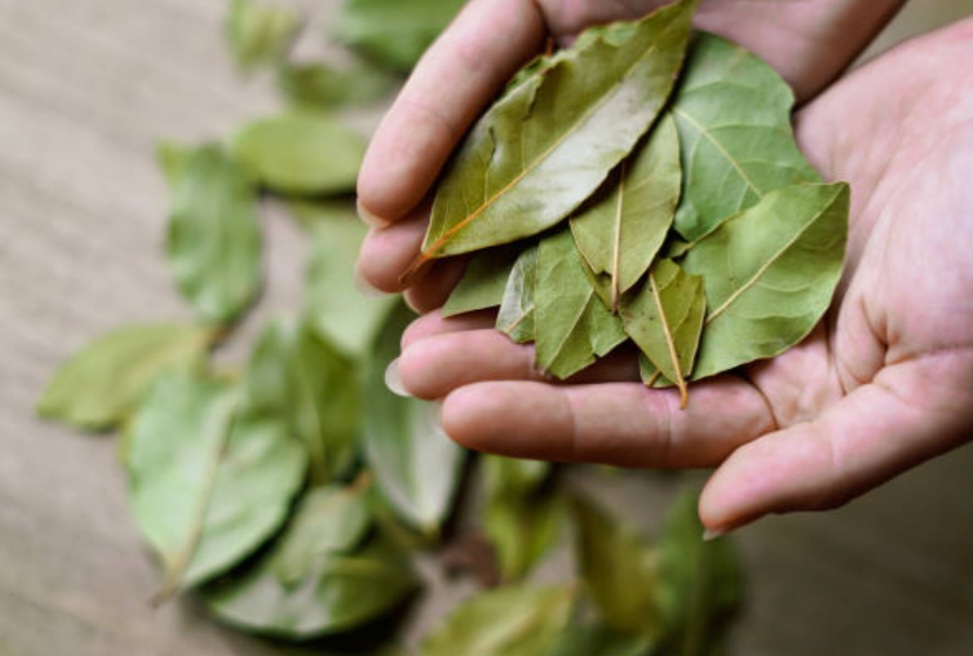 Daun Salam