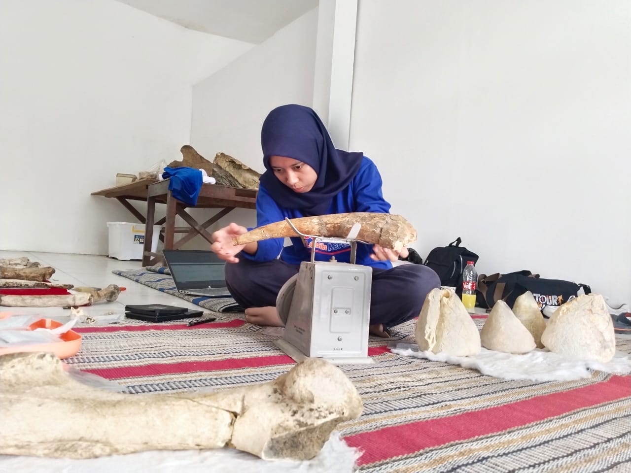 CAGAR BUDAYA: Tim MCB Sangiran mengonservasi koleksi Museum Situs Purbakala Patiayam Kudus kemarin.