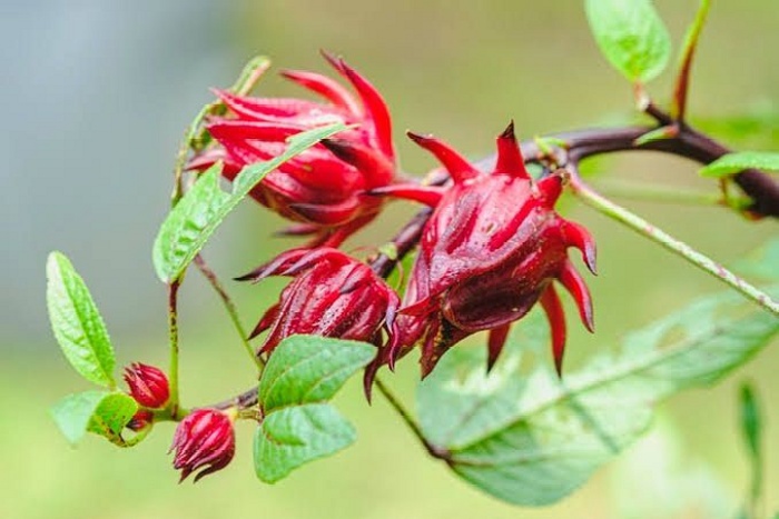 Bunga Rosella punya banyak manfaat kesehatan.