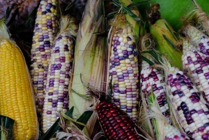 Jagung ketan ungu punya banyak manfaat bagi kesehatan.