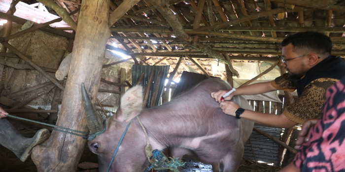PERMINTAAN MENINGKAT: Harga hewan kurban di Kabupaten Kudus merangkak naik jelang Hari Raya Idul Adha.