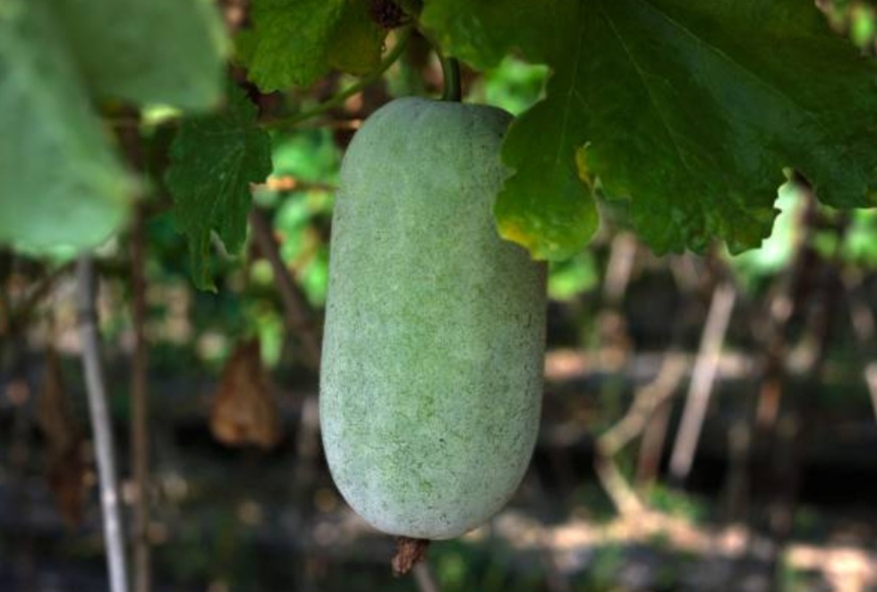 Buah Kundur atau Bligo