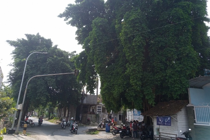 RAMAI: Dua pohon beringin yang lokasinya berseberangan berada di Perempatan Jalan Gunung Wilis, Kelurahan Kunden, Blora.