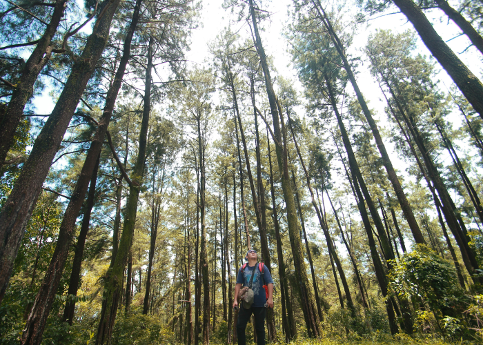 WISATA: Pinus Sreni di Kecamatan Nalumsari, Jepara menjadi salah satu wisata seru yang menawarkan keindahan alam.