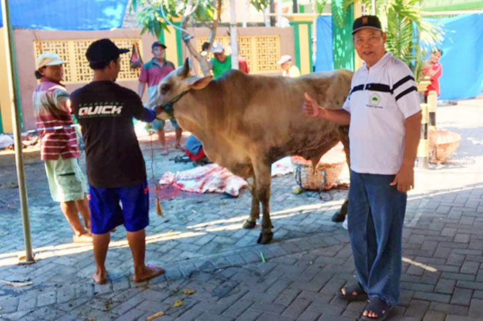 MELAYANI: Ketua PKM Masjid Darul Muttaqin Sambak Indah Budiyono sedang memeriksa sapi sebelum proses penyembelihan di hari raya Idul Adha, Senin (17/6).