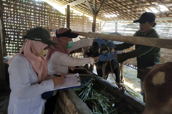 RAMPUNG: Dokter hewan Dintanpan Rembang rampung memeriksa hewan kurban untuk memastikan dalam kondisi sehat.