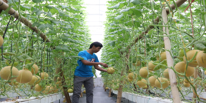 SENTRALISASI: Buah melon yang berhasil dibudidayakan di Kudus.