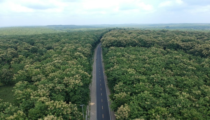 PENGHIJAUAN: Kondisi tampak atas hutan Cepu yang masih asri dengan banyaknya pohon jati.