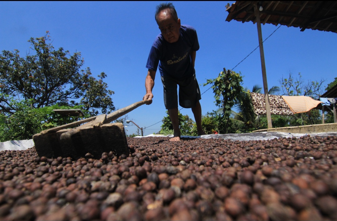 JEMUR KOPI: Petani kopi di Desa Japan melakukan aktivitas menjemur kopi di pekarangannya baru-baru ini.