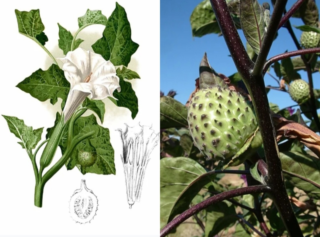 Foto Buah Kecubung. Gambar: Wiki