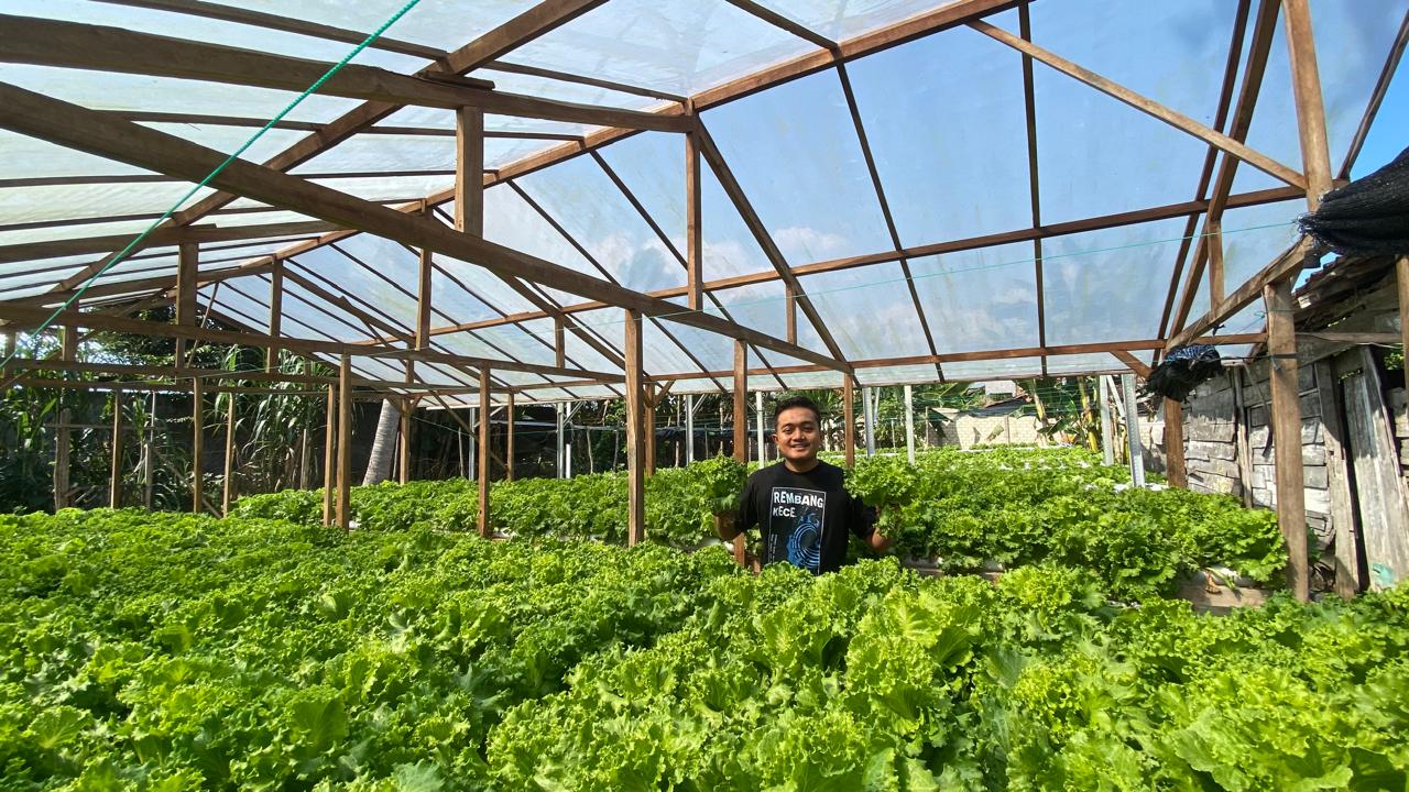 PRODUKTIF: Alvian Tunis Ernawan menunjukan selada dari Belanda yang dikembangkan dengan metode hidroponik. Foto: PEMKAB RBG UNTUK RADAR KUDUS
