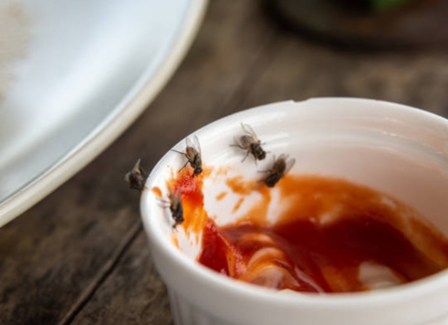 Ilustrasi makanan yang dihinggapi lalat. Foto: istockphoto.com