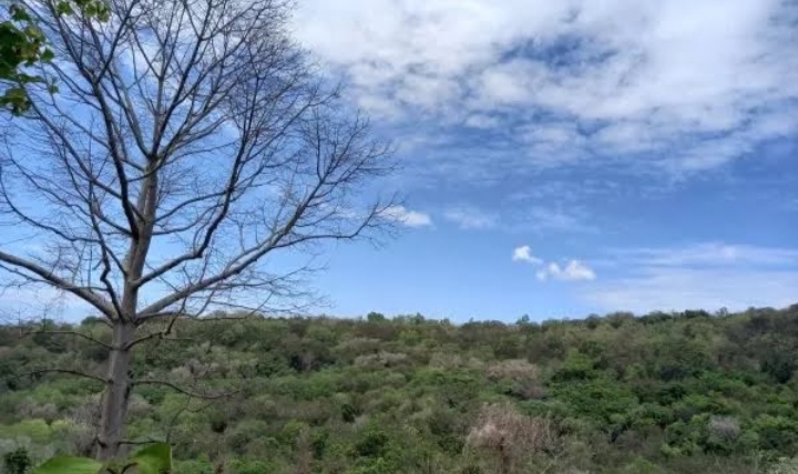 Hamoaran pepohonan di area pegunungan Lasem, Rembang.