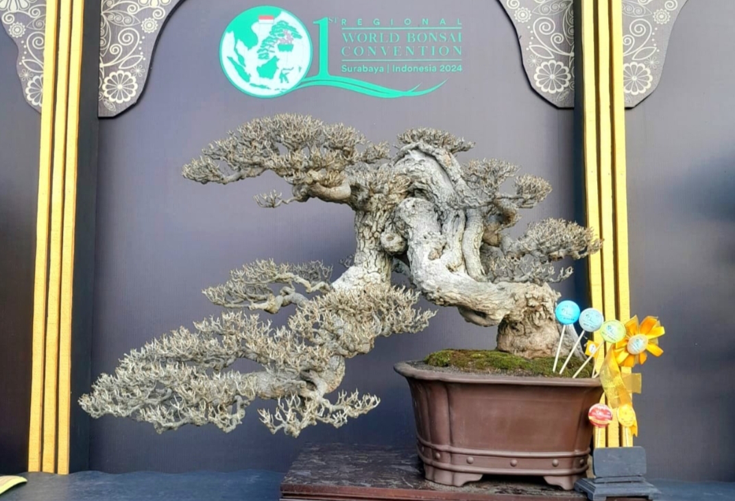 POHON MAHAL: Bonsai waru milik Christian Hartana dari Bandung Barat yang menjadi best in show juri internasional Kontes dan Pameran Bonsai Piala Presiden di Surabaya pada 1-10 Juli lalu.